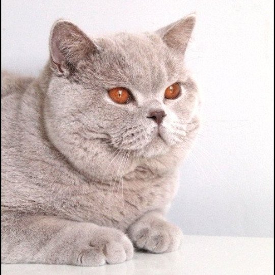 chat British Shorthair lilac Thaïs Chatterie CARBIN lilac 