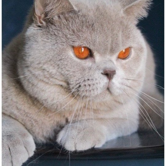 chat British Shorthair lilac Thaïs Chatterie CARBIN lilac 