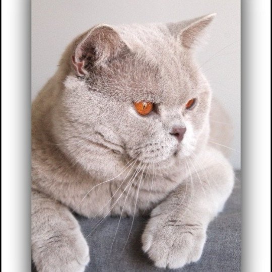 chat British Shorthair lilac Thaïs Chatterie CARBIN lilac 