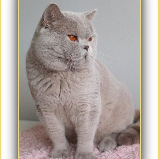 chat British Shorthair lilac Thaïs Chatterie CARBIN lilac 
