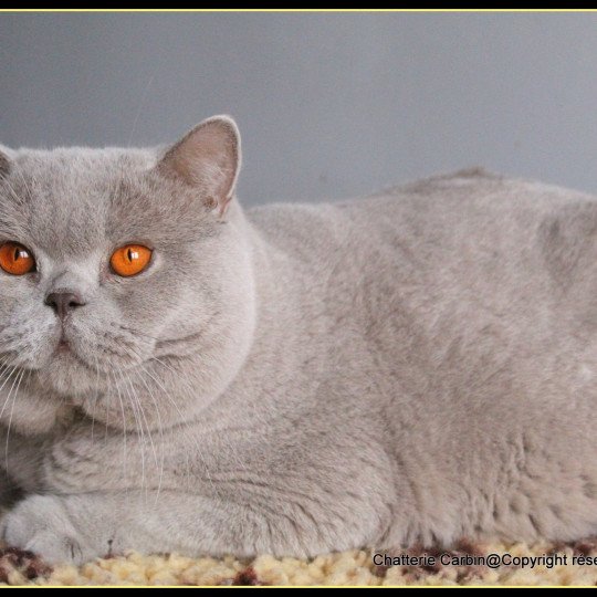 chat British Shorthair lilac Thaïs Chatterie CARBIN lilac 