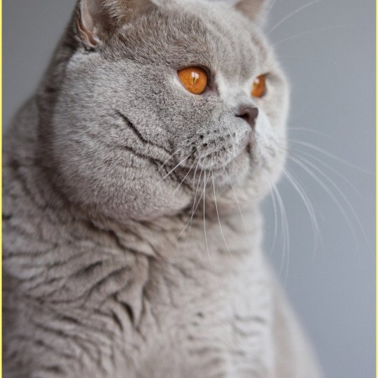 chat British Shorthair lilac Thaïs Chatterie CARBIN lilac 
