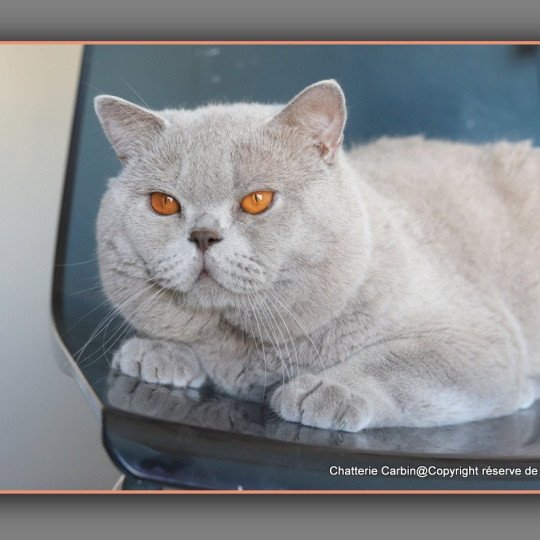 chat British Shorthair lilac Thaïs Chatterie CARBIN lilac 