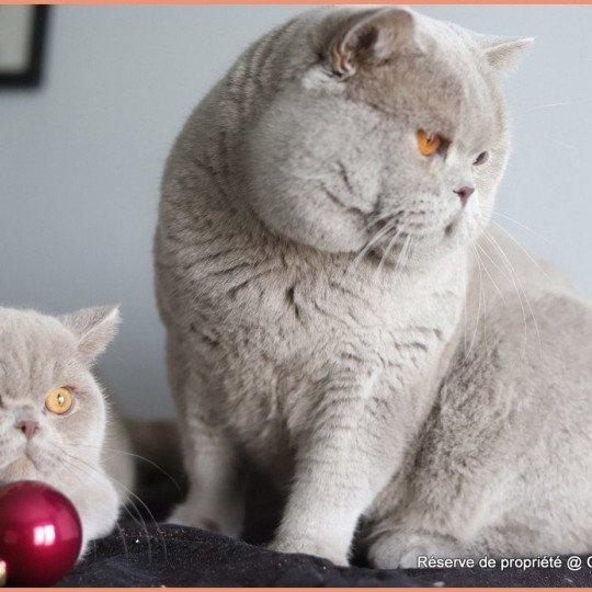 chat British Shorthair lilac Thaïs Chatterie CARBIN lilac 