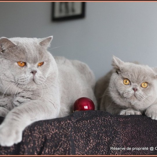 chat British Shorthair lilac Thaïs Chatterie CARBIN lilac 