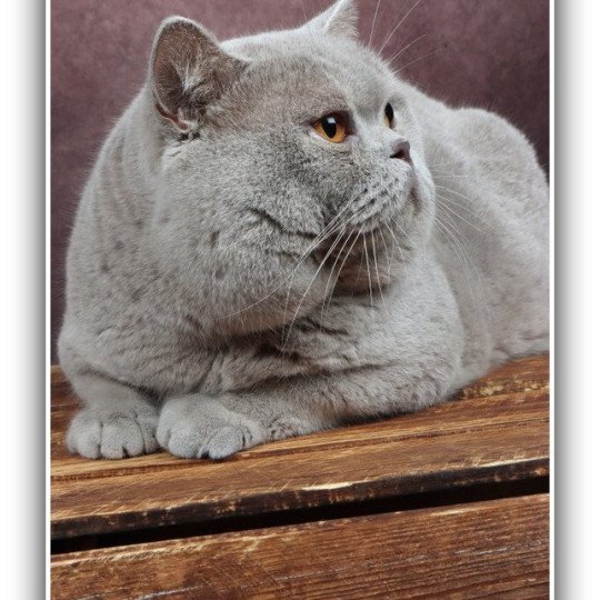 chat British Shorthair lilac Thaïs Chatterie CARBIN lilac 