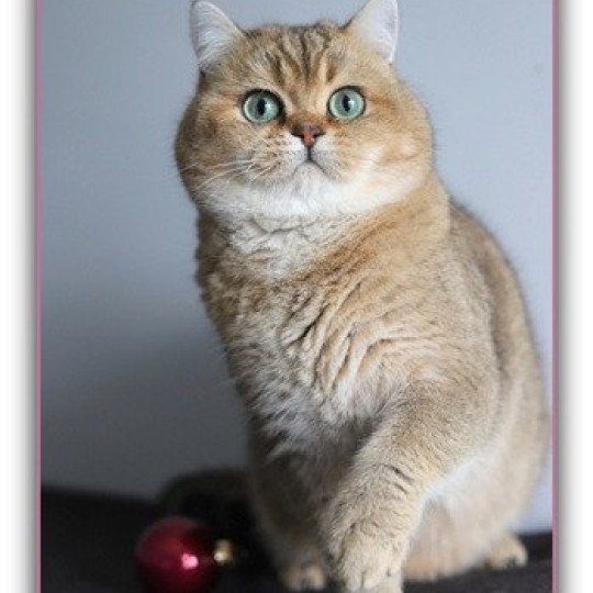 chat British Shorthair black golden ticked tabby TSAR Chatterie CARBIN black golden ticked tabby