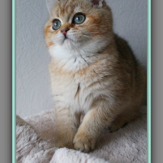 chat British Shorthair black golden ticked tabby Tsar Chatterie CARBIN black golden ticked tabby