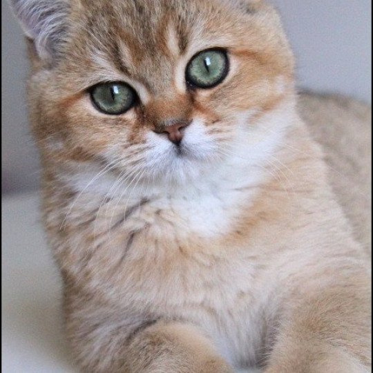 chat British Shorthair black golden ticked tabby Tsar Chatterie CARBIN black golden ticked tabby