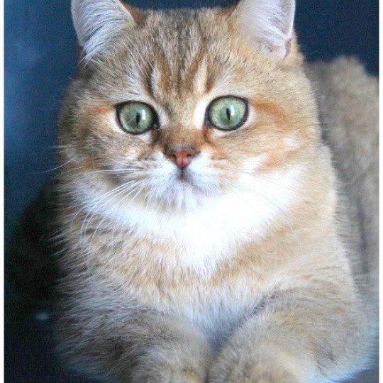 chat British Shorthair black golden ticked tabby Tsar Chatterie CARBIN black golden ticked tabby