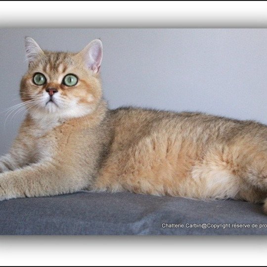chat British Shorthair black golden ticked tabby Tsar Chatterie CARBIN black golden ticked tabby