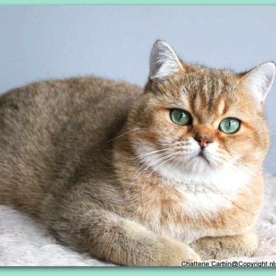 chat British Shorthair black golden ticked tabby Tsar Chatterie CARBIN black golden ticked tabby