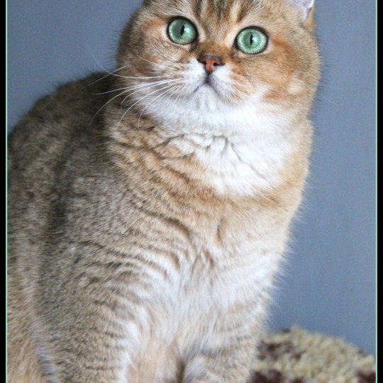 chat British Shorthair black golden ticked tabby Tsar Chatterie CARBIN black golden ticked tabby