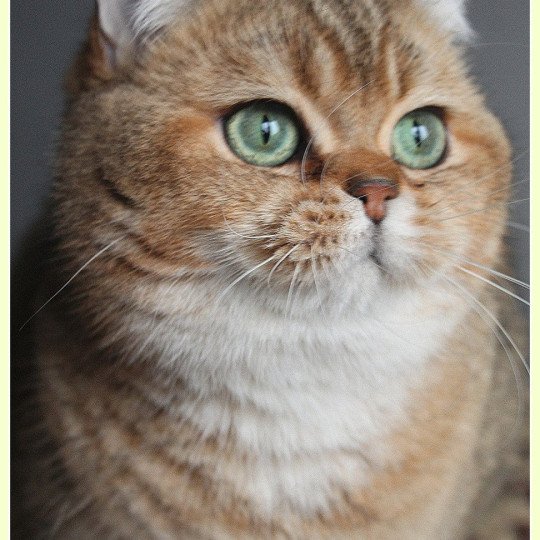 chat British Shorthair black golden ticked tabby Tsar Chatterie CARBIN black golden ticked tabby