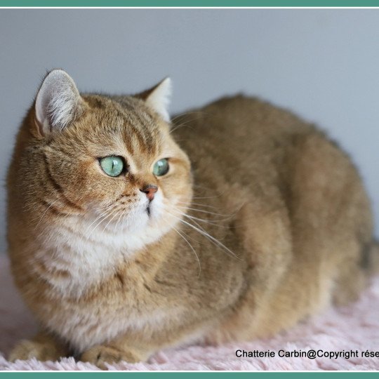 chat British Shorthair black golden ticked tabby Tsar Chatterie CARBIN black golden ticked tabby