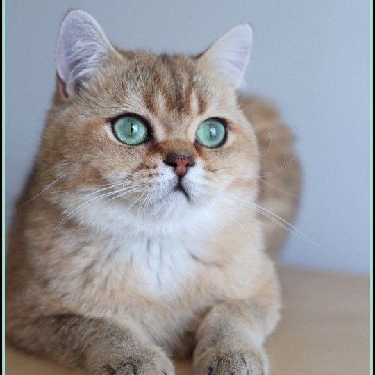 chat British Shorthair black golden ticked tabby Tsar Chatterie CARBIN black golden ticked tabby