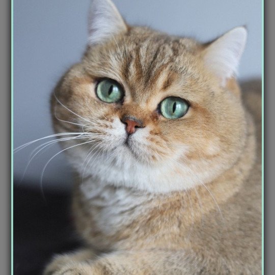 chat British Shorthair black golden ticked tabby Tsar Chatterie CARBIN black golden ticked tabby