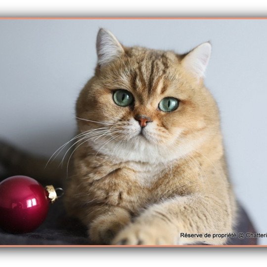 chat British Shorthair black golden ticked tabby Tsar Chatterie CARBIN black golden ticked tabby