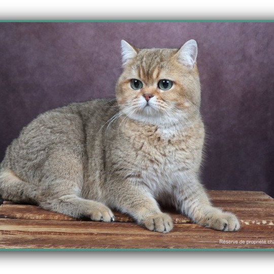 chat British Shorthair black golden ticked tabby Tsar Chatterie CARBIN black golden ticked tabby