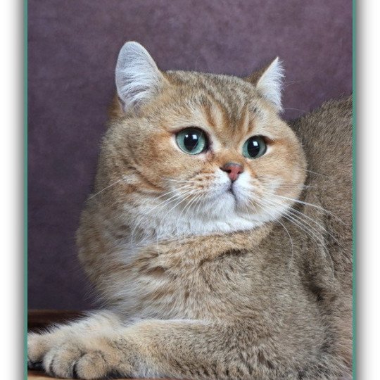 chat British Shorthair black golden ticked tabby Tsar Chatterie CARBIN black golden ticked tabby