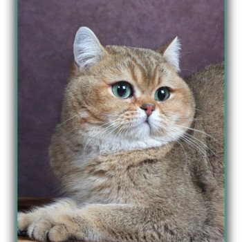 Tsar D'OMBRE ET DE LUMIÈRE Mâle British Shorthair
