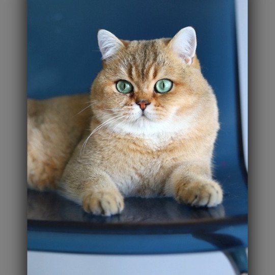 chat British Shorthair black golden ticked tabby Tsar Chatterie Carbin black golden ticked tabby