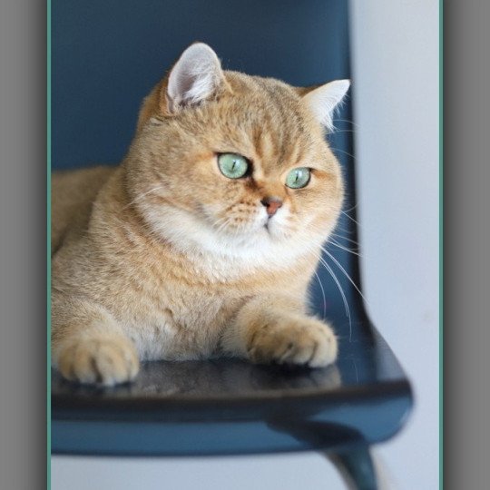 chat British Shorthair black golden ticked tabby Tsar Chatterie Carbin black golden ticked tabby