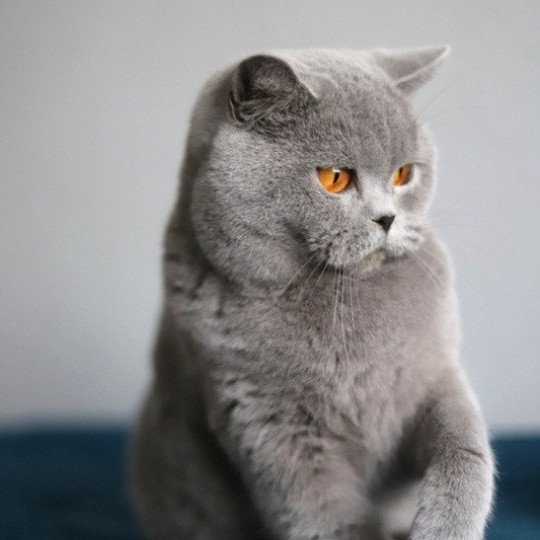 chat British Shorthair blue Udence Chatterie CARBIN blue 