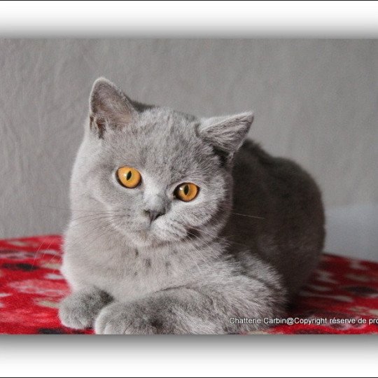 chat British Shorthair blue Udence Chatterie CARBIN blue 