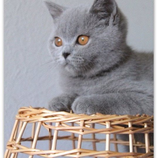chat British Shorthair blue Udence Chatterie CARBIN blue 