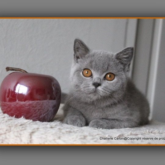chat British Shorthair blue Udence Chatterie CARBIN blue 