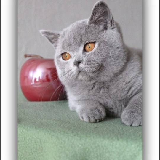 chat British Shorthair blue Udence Chatterie CARBIN blue 