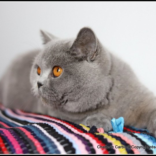 chat British Shorthair blue Udence Chatterie CARBIN blue 