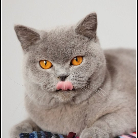 chat British Shorthair blue Udence Chatterie CARBIN blue 