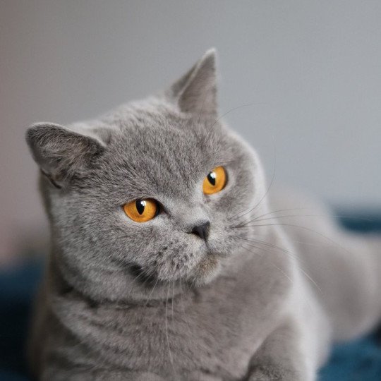chat British Shorthair blue Udence Chatterie CARBIN blue 