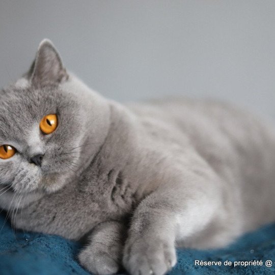 chat British Shorthair blue Udence Chatterie CARBIN blue 