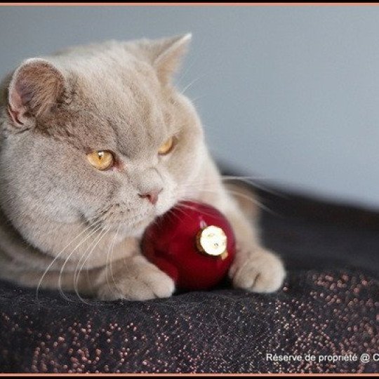chat British Shorthair fawn UITO Chatterie CARBIN fawn 