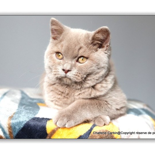 chat British Shorthair fawn Uito Chatterie CARBIN fawn 