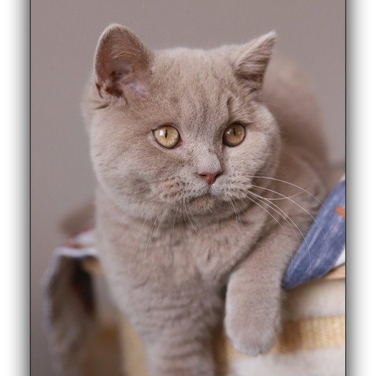 chat British Shorthair fawn Uito Chatterie CARBIN fawn 
