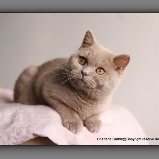 chat British Shorthair fawn Uito Chatterie CARBIN fawn 