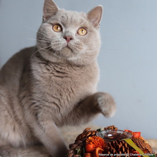 chat British Shorthair fawn Uito Chatterie CARBIN fawn 