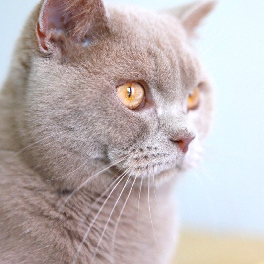 chat British Shorthair fawn Uito Chatterie CARBIN fawn 