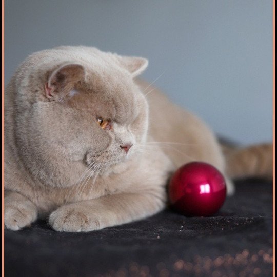 chat British Shorthair fawn Uito Chatterie CARBIN fawn 