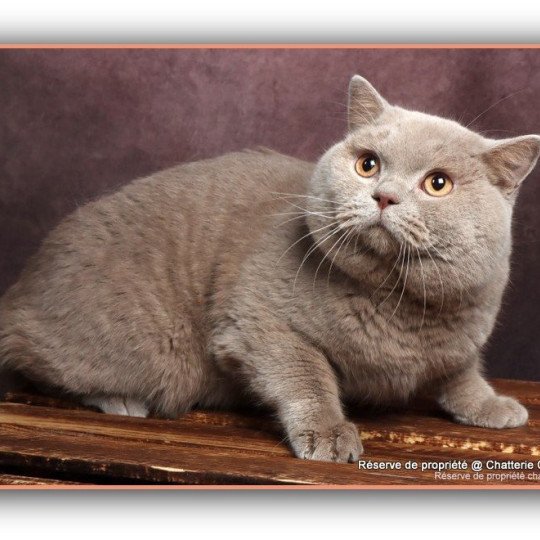 chat British Shorthair fawn Uito Chatterie CARBIN fawn 