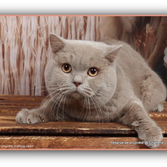 chat British Shorthair fawn Uito Chatterie CARBIN fawn 
