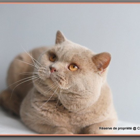 chat British Shorthair fawn Uito Chatterie Carbin fawn 