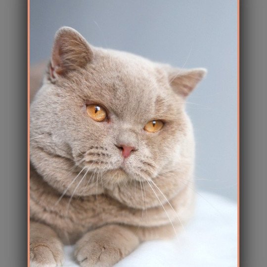 chat British Shorthair fawn Uito Chatterie Carbin fawn 