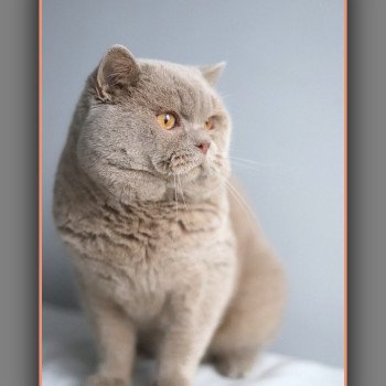 Uito CARBIN Mâle British Shorthair
