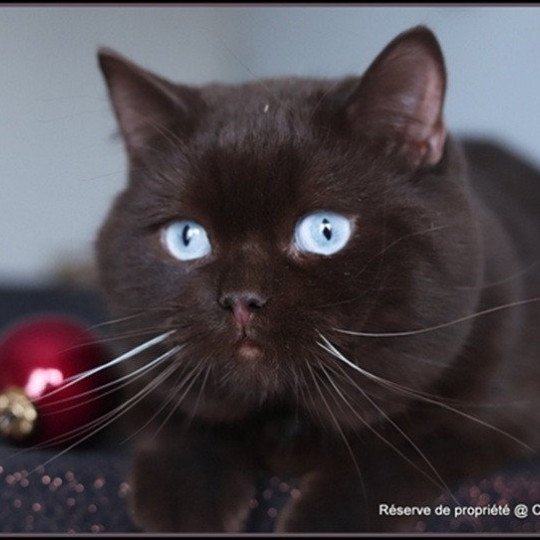 chat British Shorthair chocolate UMPASSE DES BONBONS CARBIN Chatterie CARBIN chocolate 