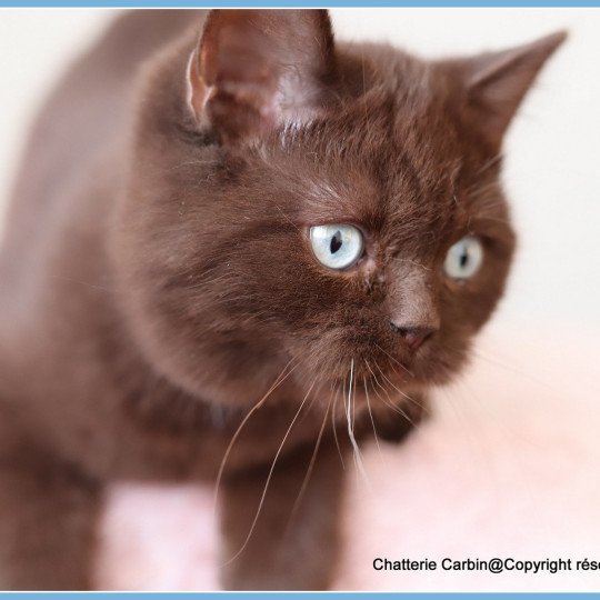 chat British Shorthair chocolate Umpasse des bonbons Chatterie CARBIN chocolate 
